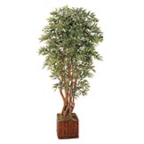5 foot Ruscus Tree: Potted