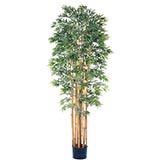 7 foot Japanica Bamboo Tree: Potted