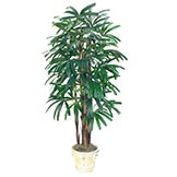 Raphis Palms