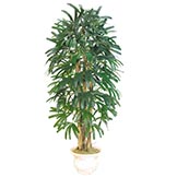 6 foot Raphis Palm with Natural Trunks: Potted