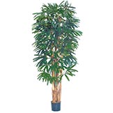 7 foot Raphis Palm with Natural Trunks: Potted