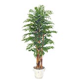 Parlour Palms