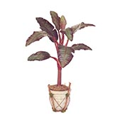 Banana Plants