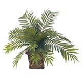 28 inch Fern with 24 Fronds: Unpotted - 1 Left in Stock!