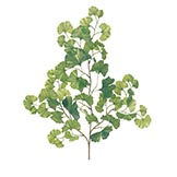 25 inch Ginkgo Branch