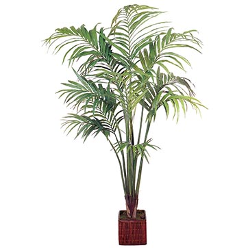 9.5 foot Kentia Palm: Potted
