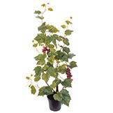 4 foot Grape Leaf Plant: Potted