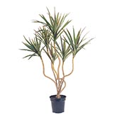 Yucca Plants