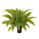 4 foot Bird's Nest Plant: Potted
