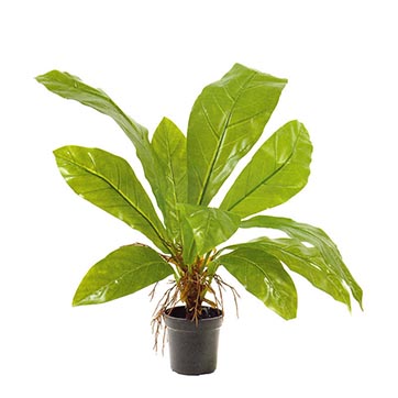 4 foot Forest Tropical Fern: Potted