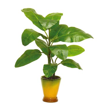 28 inch Banana Plant potted in a Decorative Planter