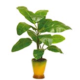 28 inch Banana Plant potted in a Decorative Planter