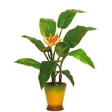20 inch Bird of Paradise potted in a Decorative Planter