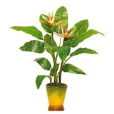 28 inch Bird of Paradise potted in a Decorative Planter