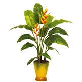 Tropical Plants