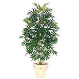 5 foot Bamboo Palm: Potted
