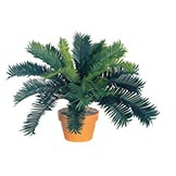 24 inch Sago Palm: Potted