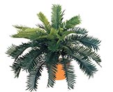 Sago Palms