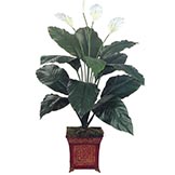 Spathiphyllum Plants