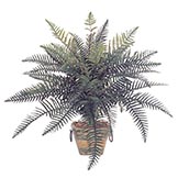 27 inch River Fern: Unpotted