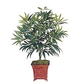 2.5 foot Bamboo Plant