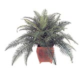 River Fern with 47 leaves: Unpotted