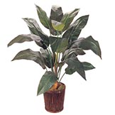 Bird Of Paradise Plants