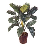 3.5 foot Spathiphyllum Plant: Potted - 1 Left in Stock!