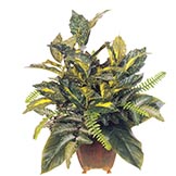 25 inch Mixed Emerald Philodendron, Fern & Acuba Plant: Unpotted