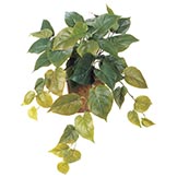 28 inch Hanging  Philodendron Plant: Unpotted