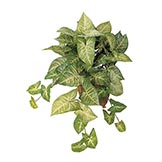 Nephthytis Plants