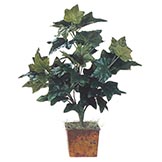 2 foot German Ivy Plant: Unpotted