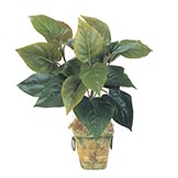 1.5 foot Philodendron Plant: Unpotted