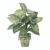 1.5 foot Nephthytis Plant: Unpotted