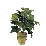 18 inch Ivy Plant: Unpotted