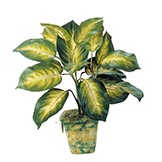 18 inch Golden Dieffenbachia Plant: Unpotted