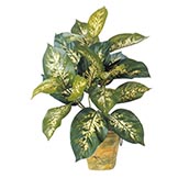 18 inch Dieffenbachia Plant: Unpotted