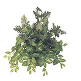 28 inch Split Philodendron, Fern & Nephthytis Hanging Plant