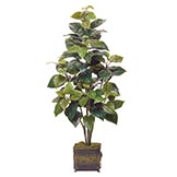 Philodendron Plants