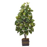 4 foot Pothos Plant: Potted