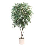 Fern Trees