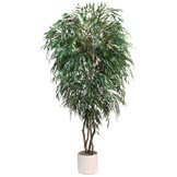 Cordyline Plants