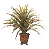 Spider Plant with Flowers: Unpotted