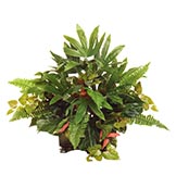Silk Mixed Raphis Palm, Philodendron: Unpotted