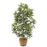 6 foot Raphis Palm: Potted
