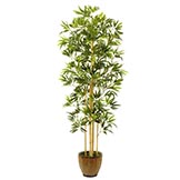 Bamboo Trees