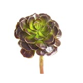 Succulents