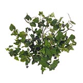 Mountain Ivy Bush: Unpotted
