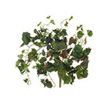 Red & Green Maple Ivy Bush: Unpotted