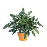 28 inch Polystichum Fern Plant